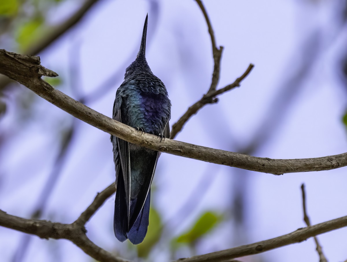 Sparkling Violetear - ML642846305
