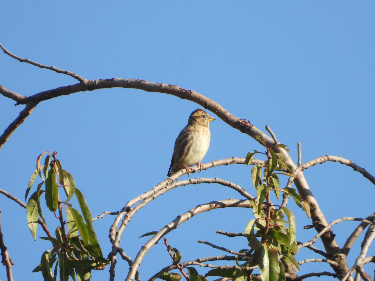 Rock Sparrow - ML642846308
