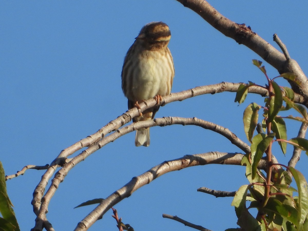 Wood Lark - ML642846309