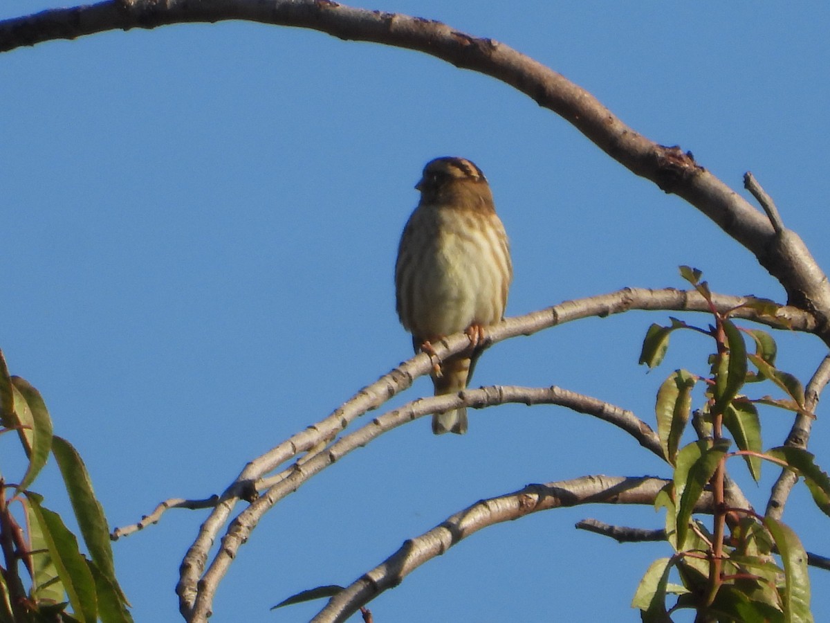 Wood Lark - ML642846310