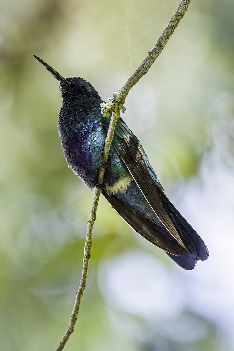 Sparkling Violetear - ML642846311