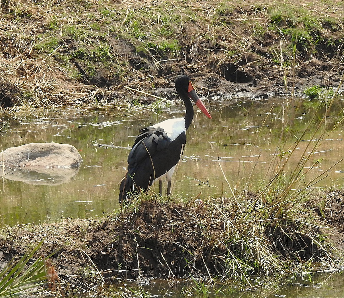 Saddle-billed Stork - ML642846312