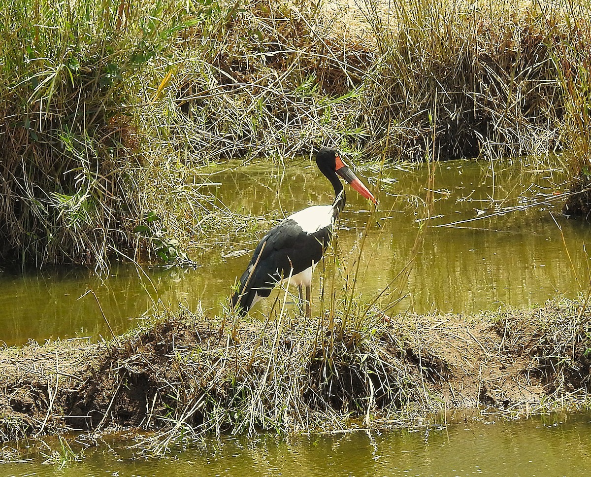 Saddle-billed Stork - ML642846313