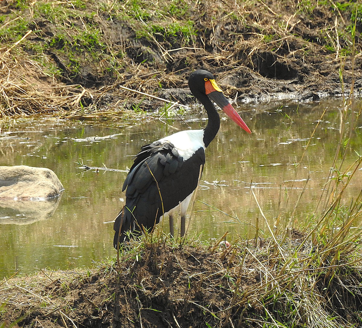Saddle-billed Stork - ML642846314