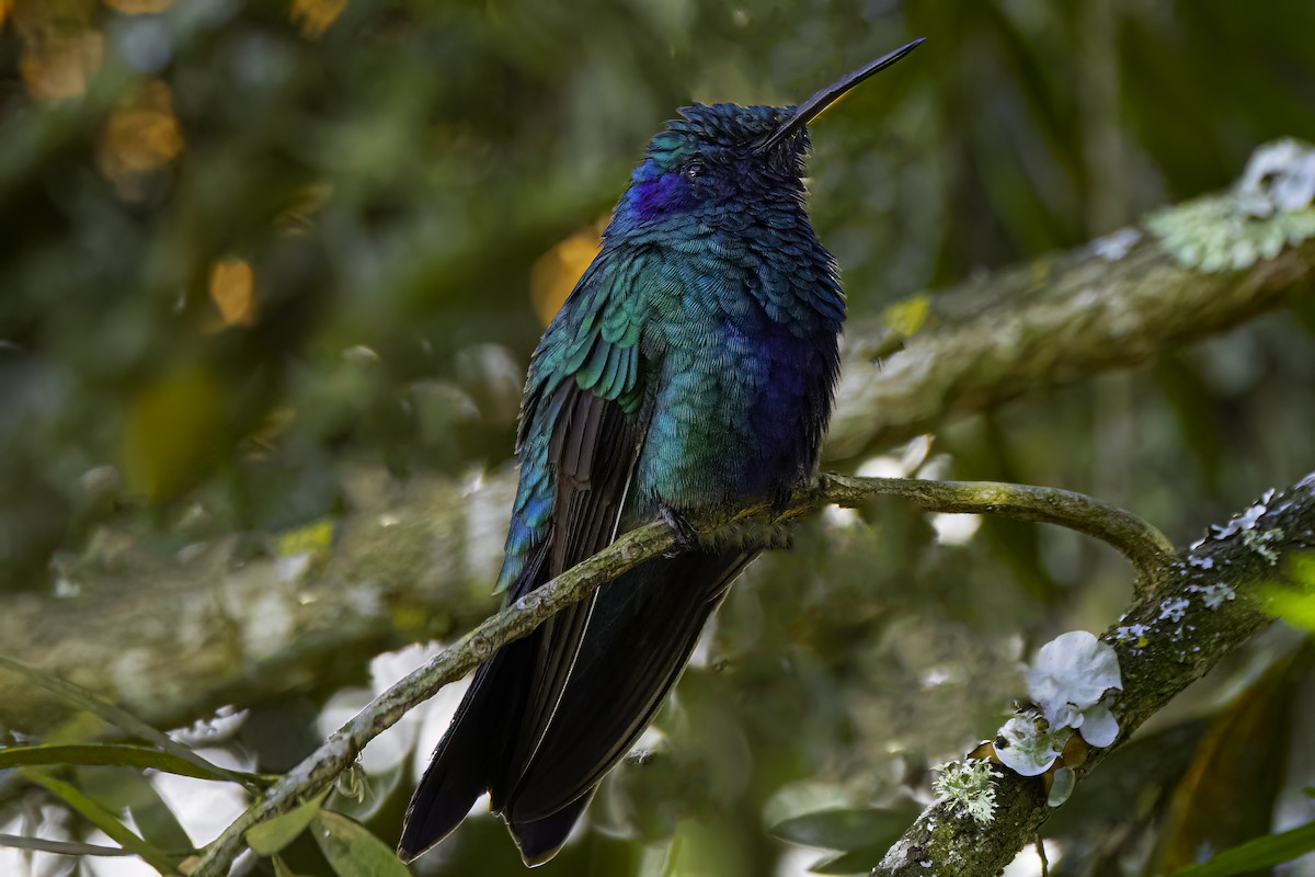 Sparkling Violetear - ML642846316