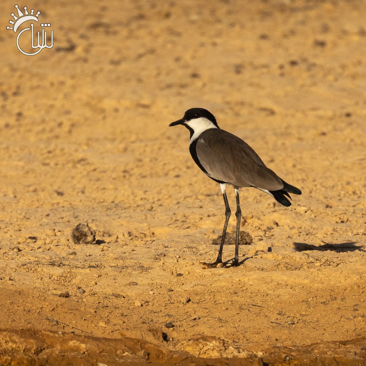 Spur-winged Lapwing - ML642846317