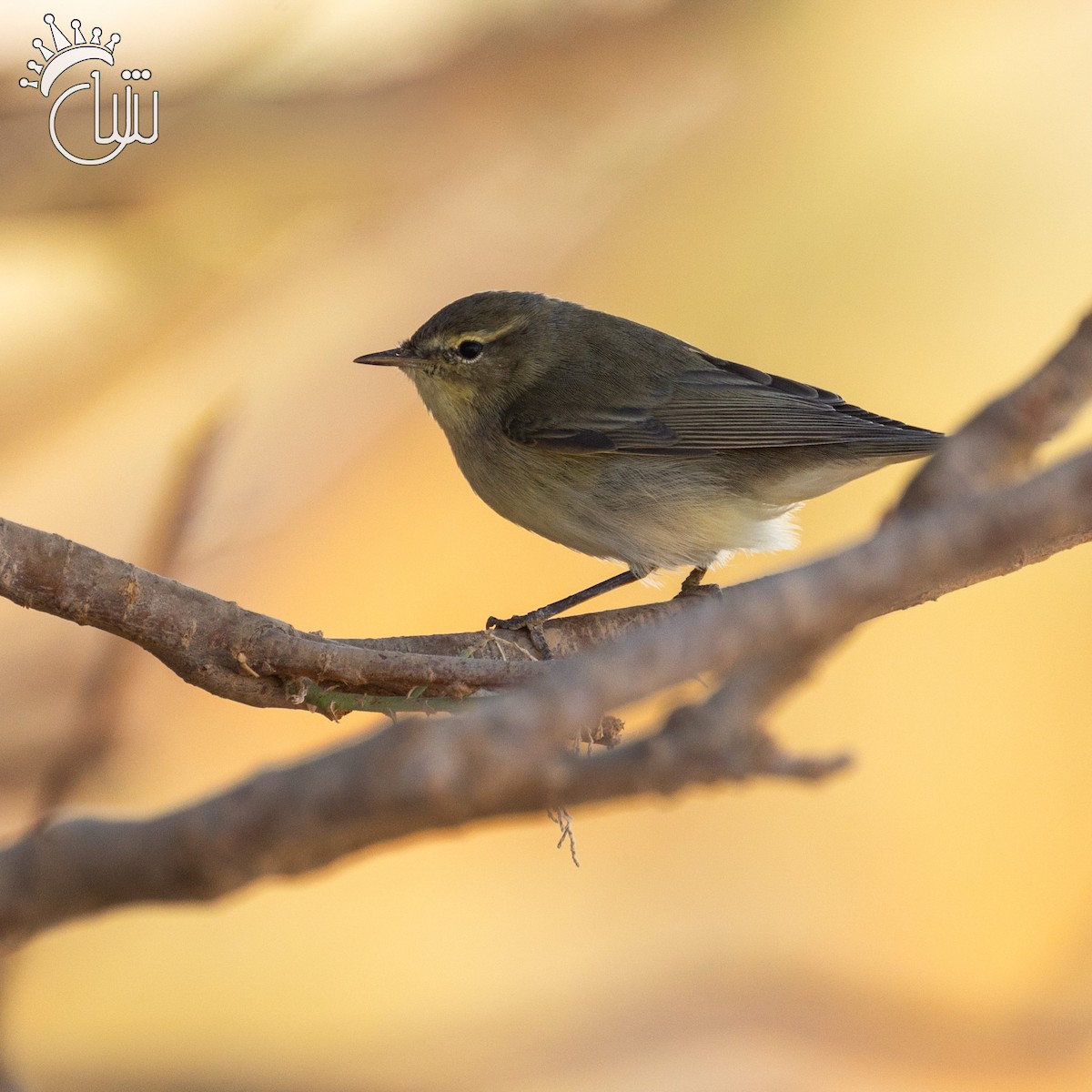 Willow Warbler - ML642846318
