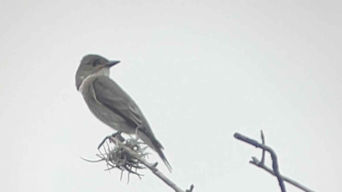 Olive-sided Flycatcher - ML642846319