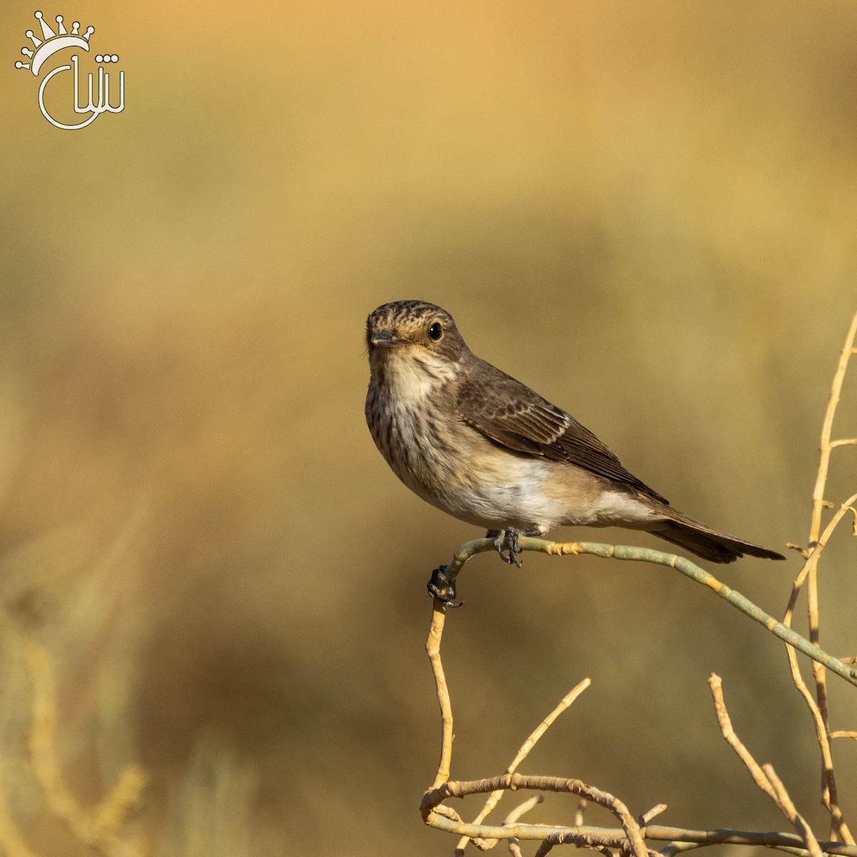 Spotted Flycatcher - ML642846321