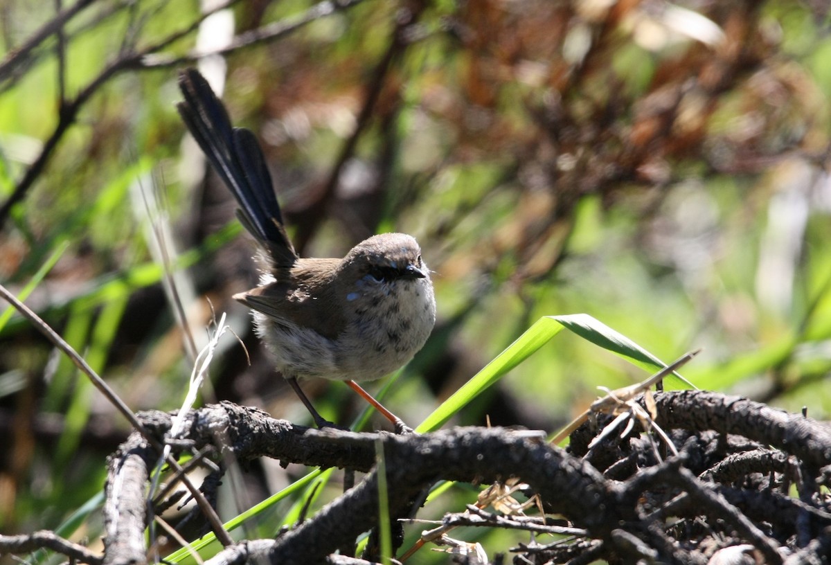 Superb Fairywren - ML642846325