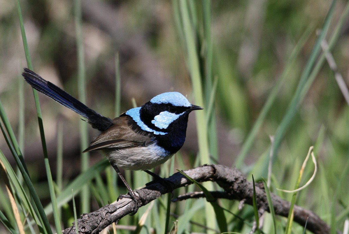 Superb Fairywren - ML642846326