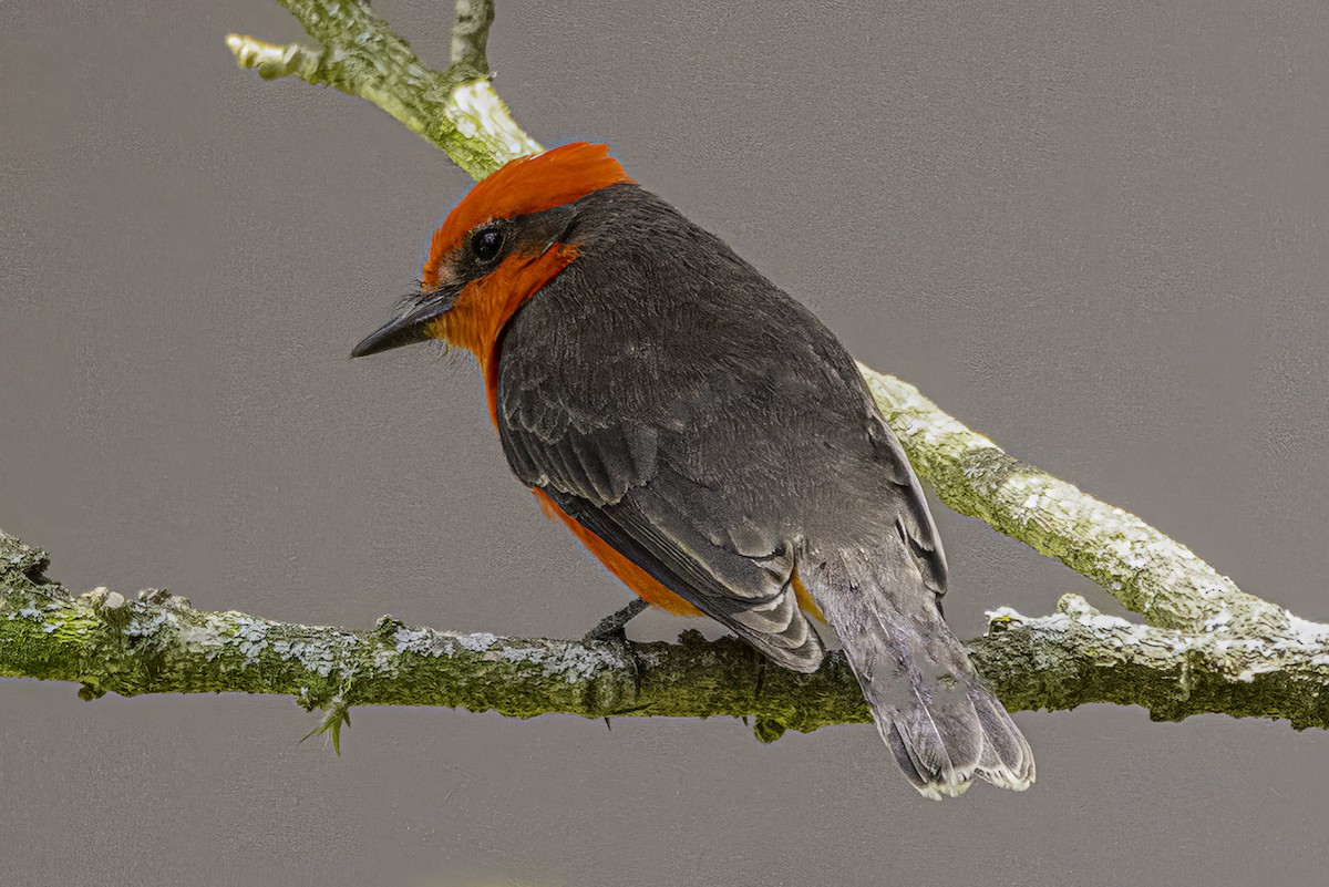 Vermilion Flycatcher - ML642846327