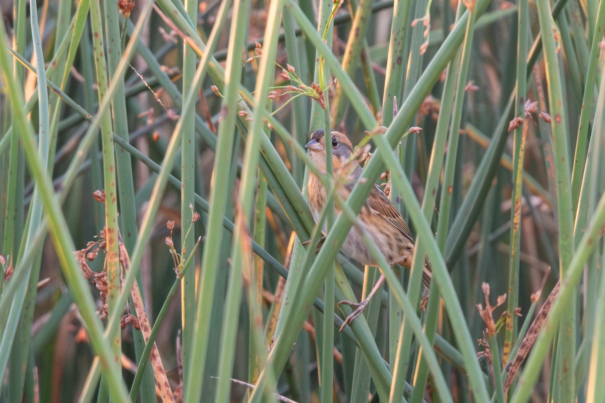 Nelson's Sparrow - ML642846328