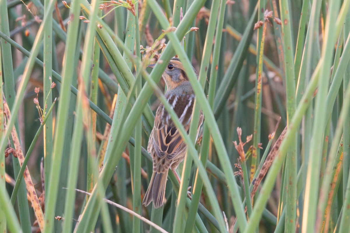 Nelson's Sparrow - ML642846329