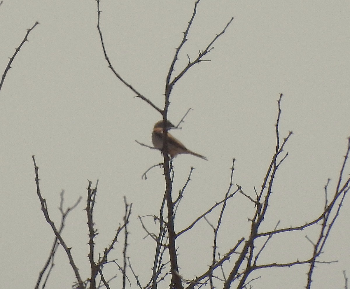 Southern Gray-headed Sparrow - ML642846331