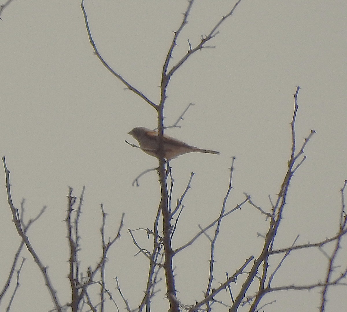Southern Gray-headed Sparrow - ML642846332