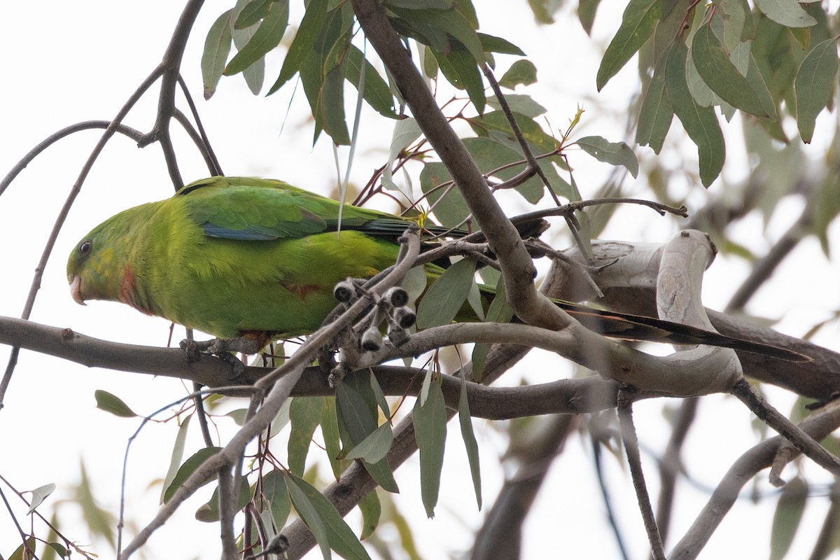 Superb Parrot - ML642846333