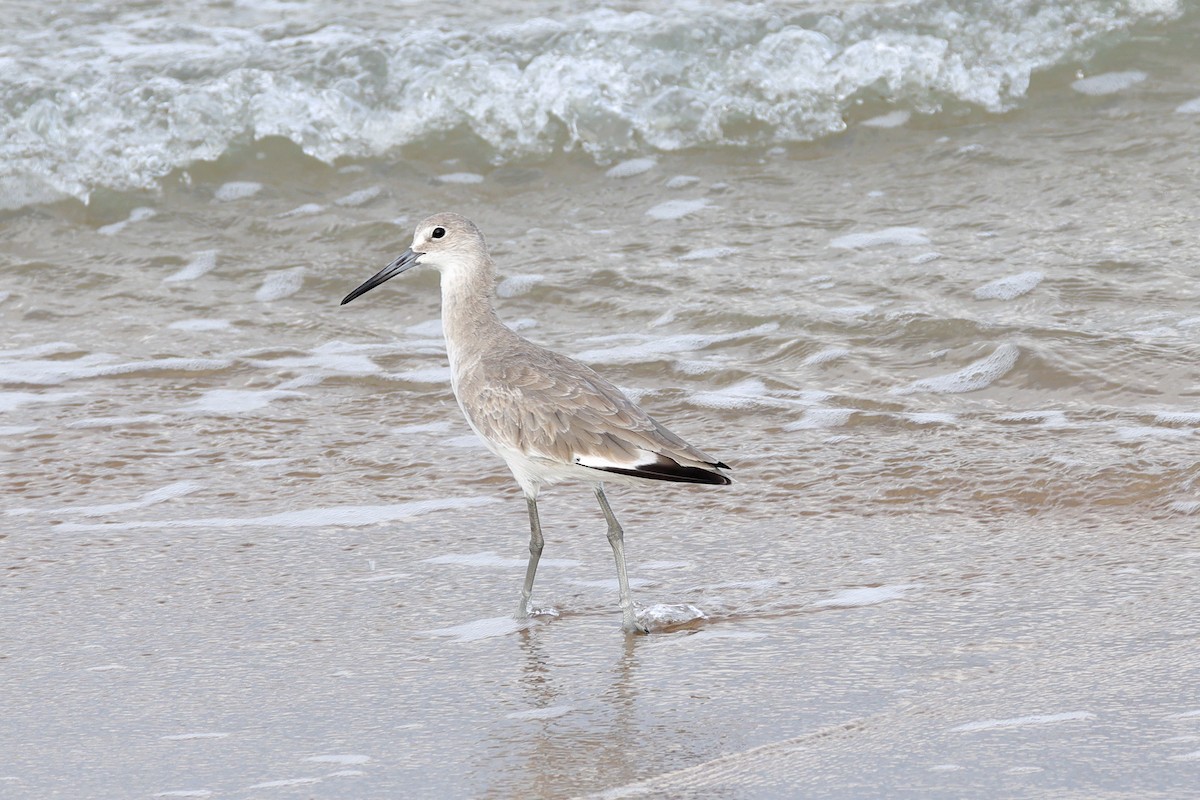 Willet - ML642846334