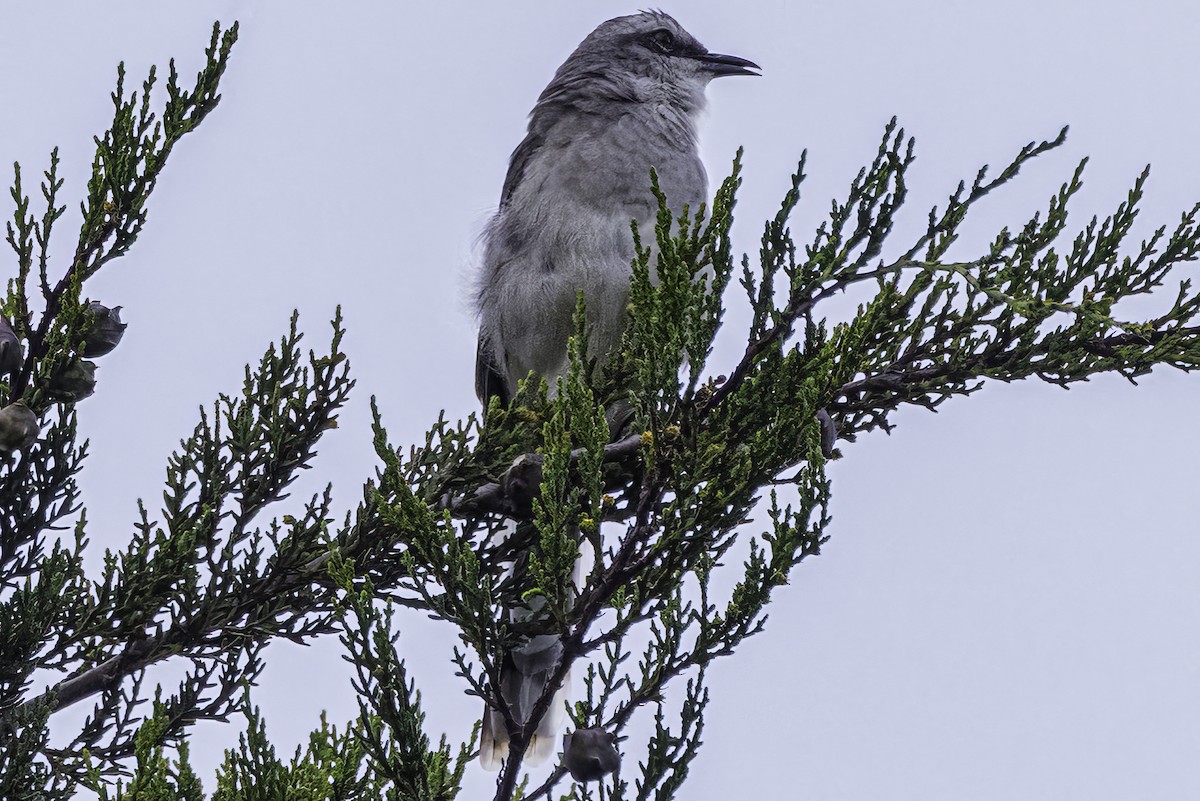 Tropical Mockingbird - ML642846335