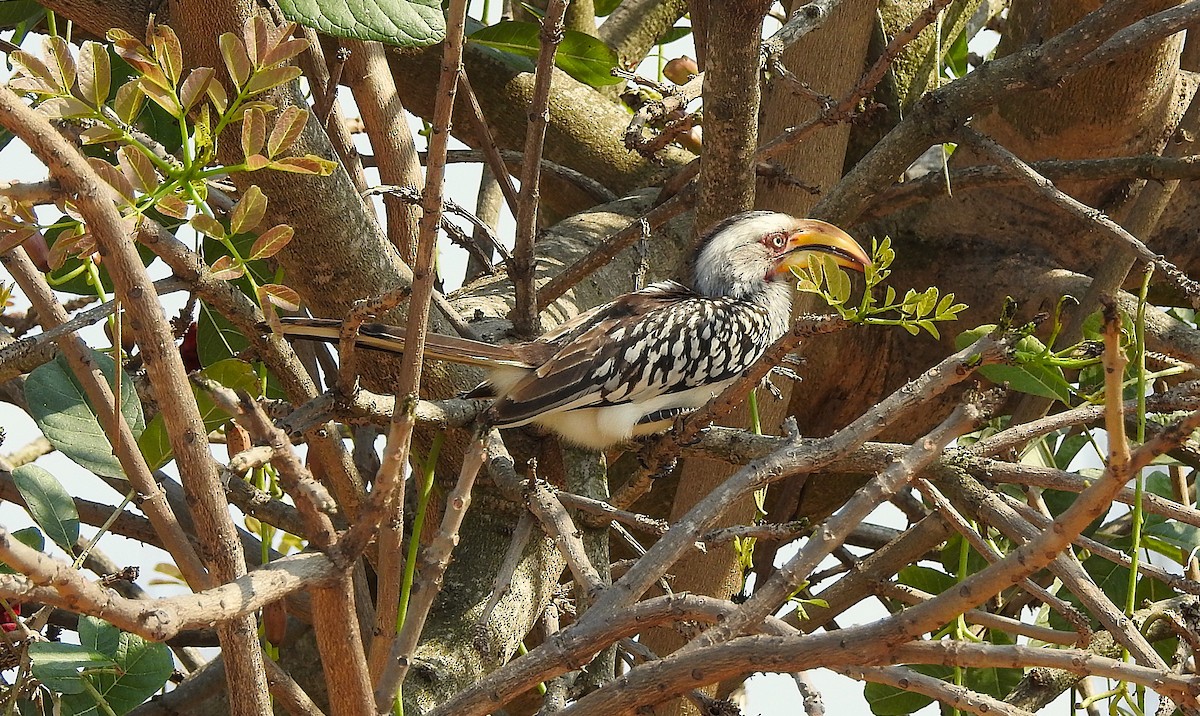 Southern Yellow-billed Hornbill - ML642846337