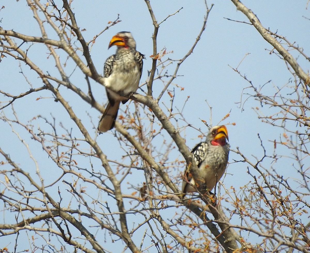Southern Yellow-billed Hornbill - ML642846338