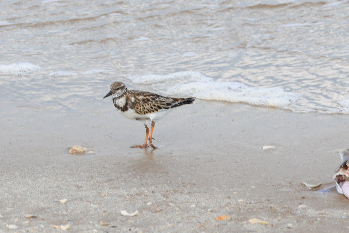 Ruddy Turnstone - ML642846339