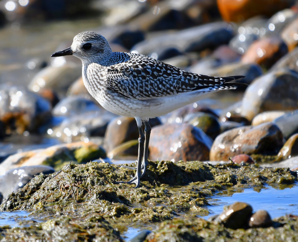 Black-bellied Plover - ML642846340