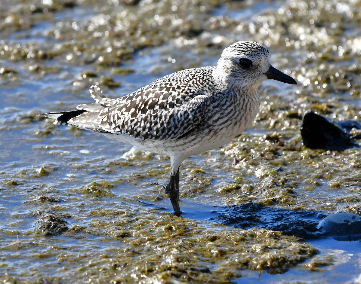 Black-bellied Plover - ML642846341