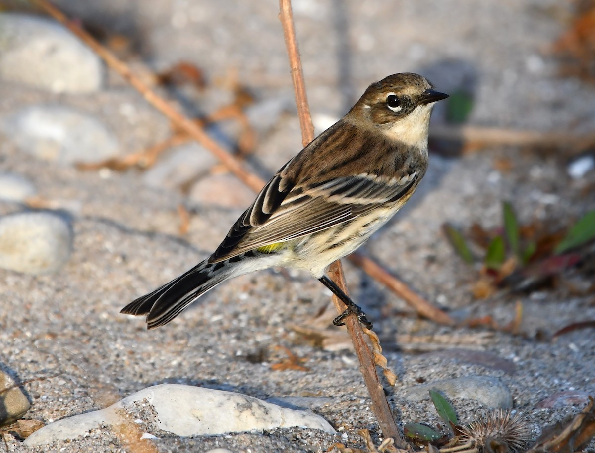 myrteparula - ML642846350