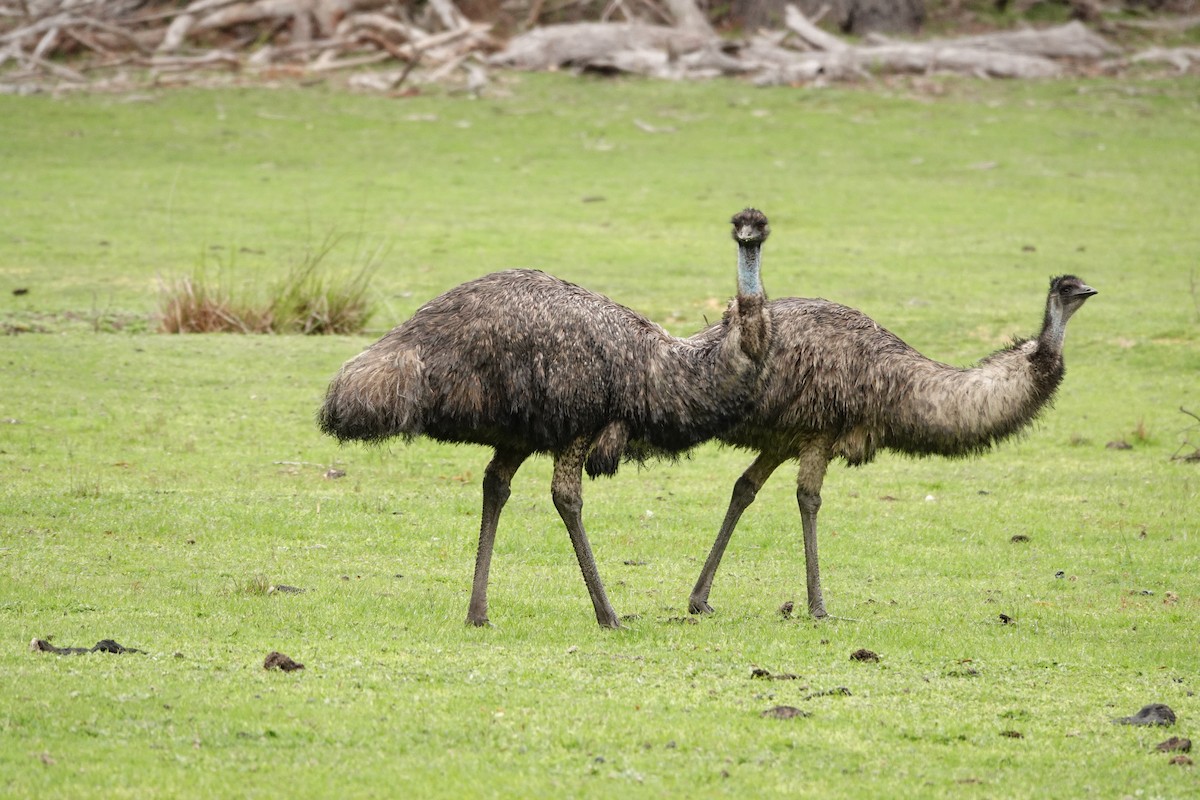 Emu - ML642846359