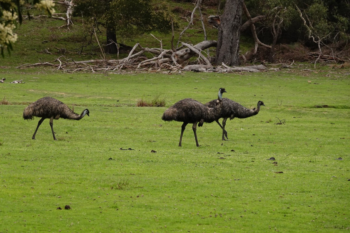 Emu - ML642846360