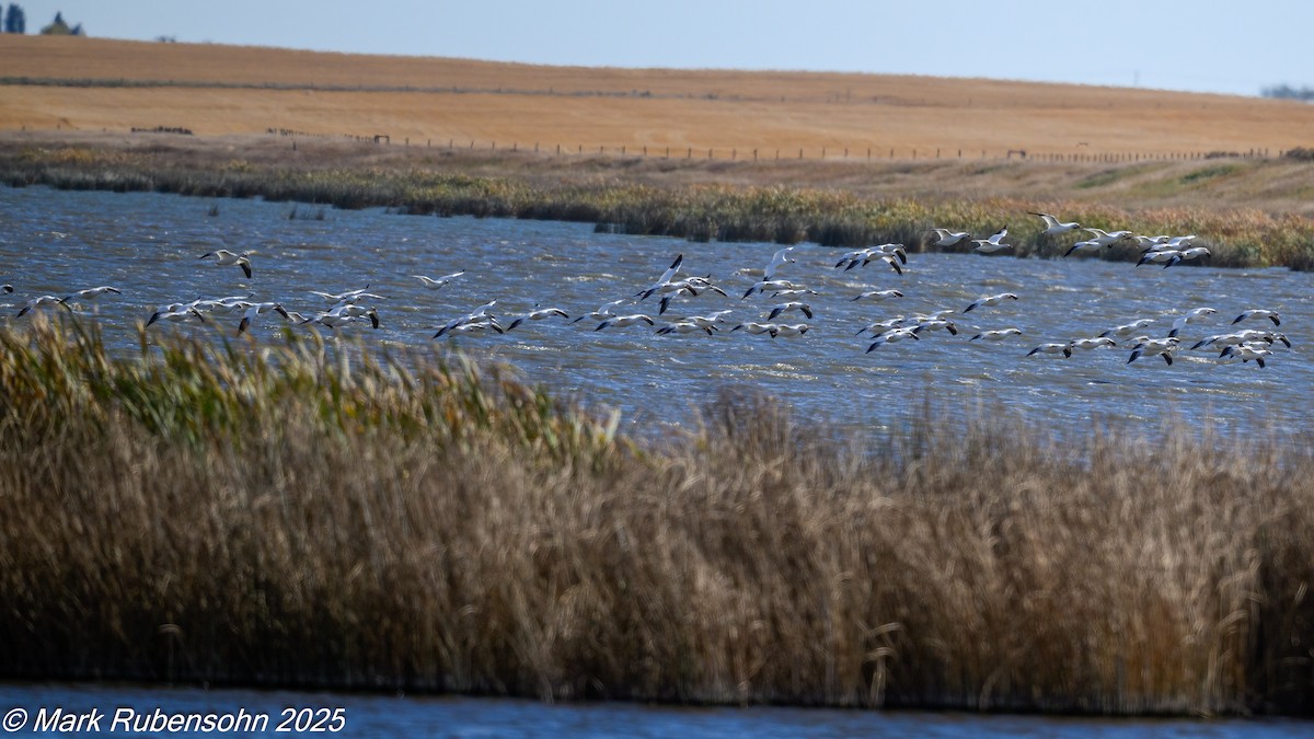Snow Goose - ML642846373