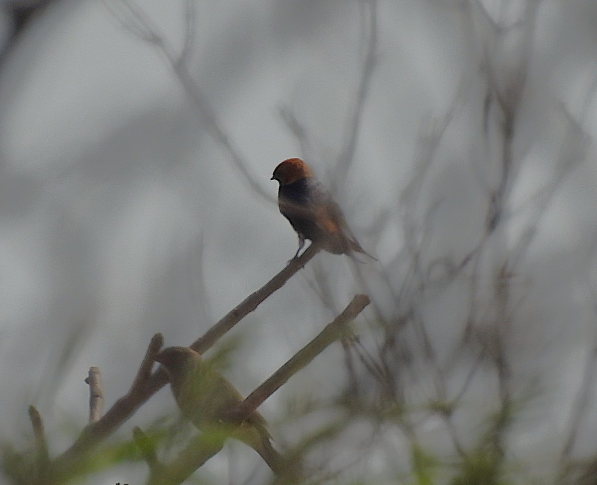 Lesser Striped Swallow - ML642846374