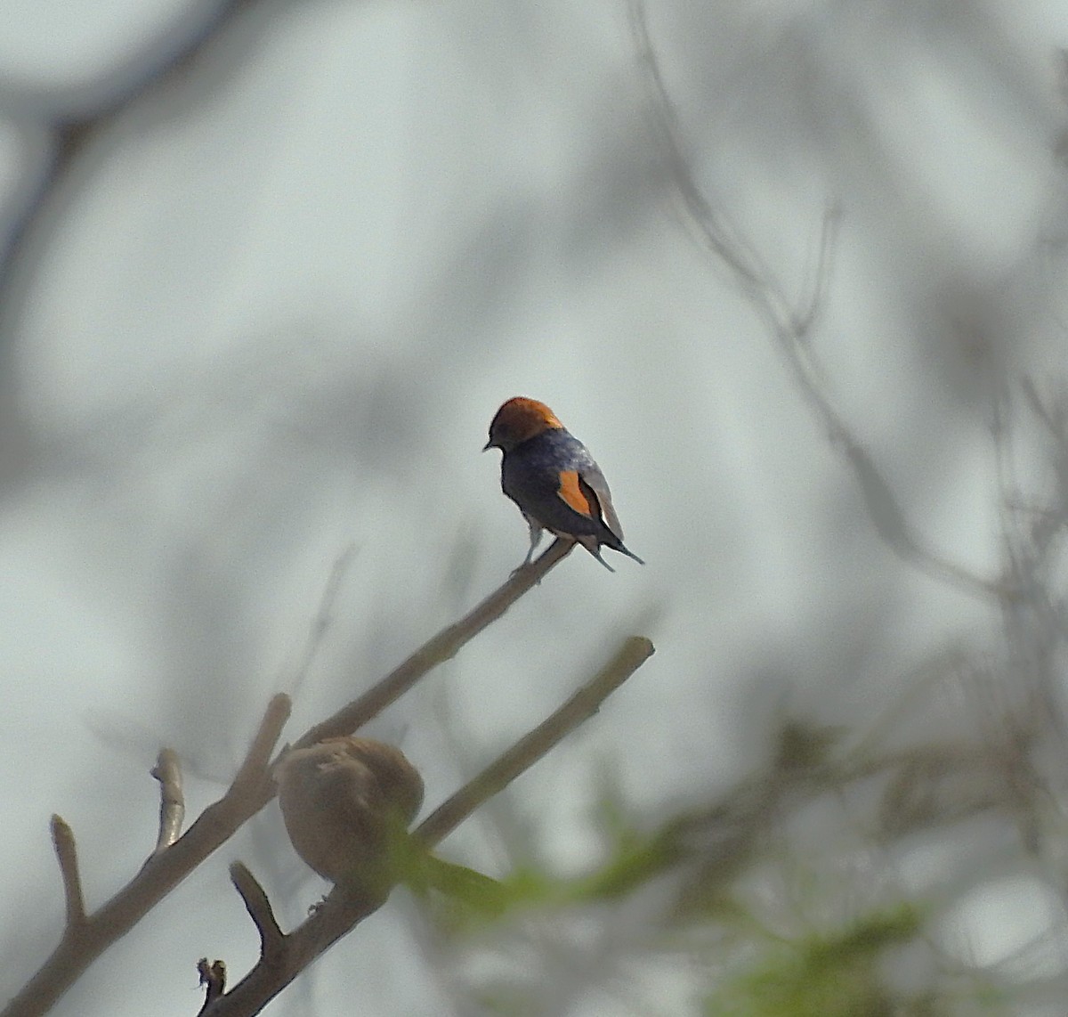 Lesser Striped Swallow - ML642846375