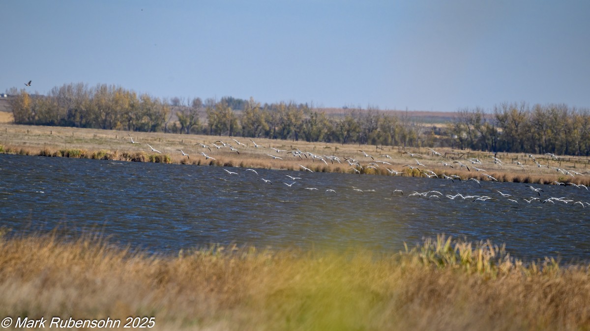 Snow Goose - ML642846376