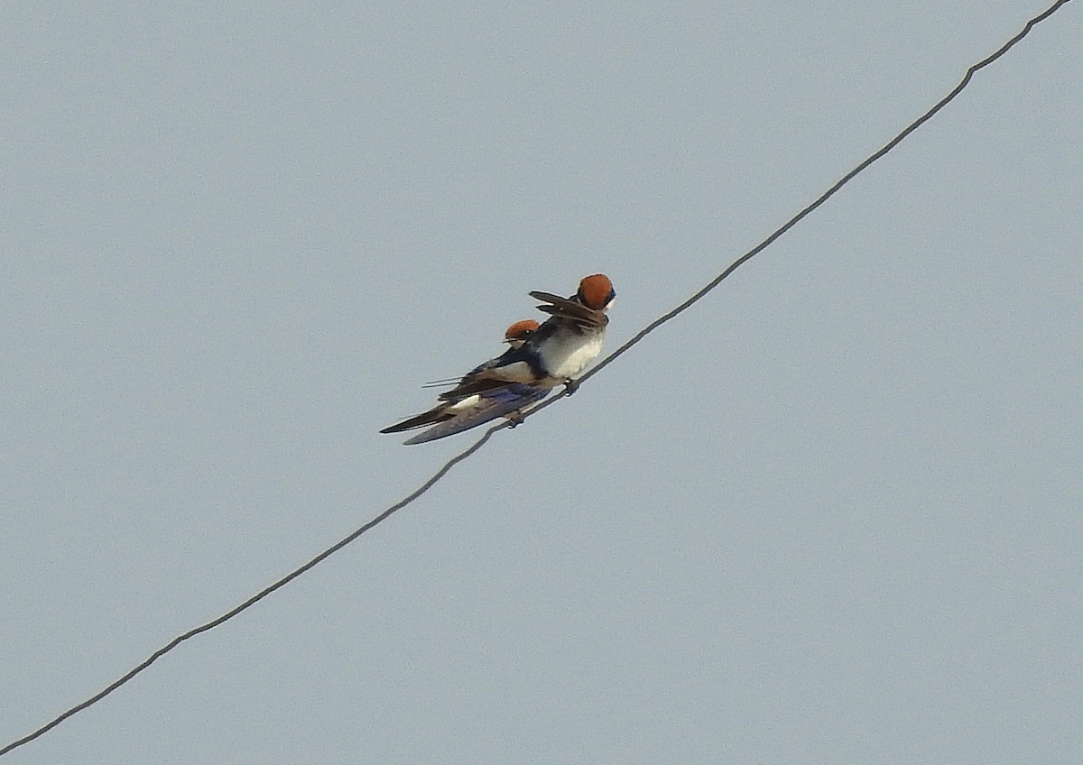 Wire-tailed Swallow - ML642846377
