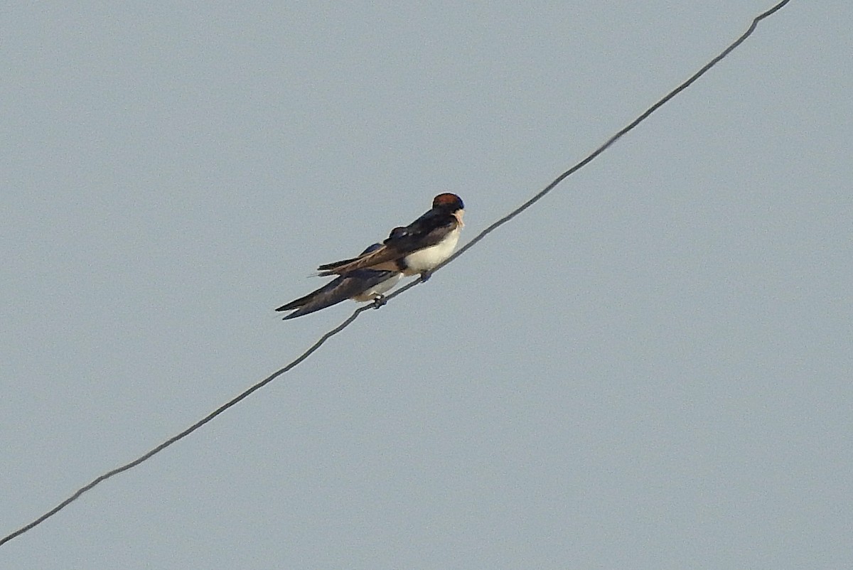 Wire-tailed Swallow - ML642846378