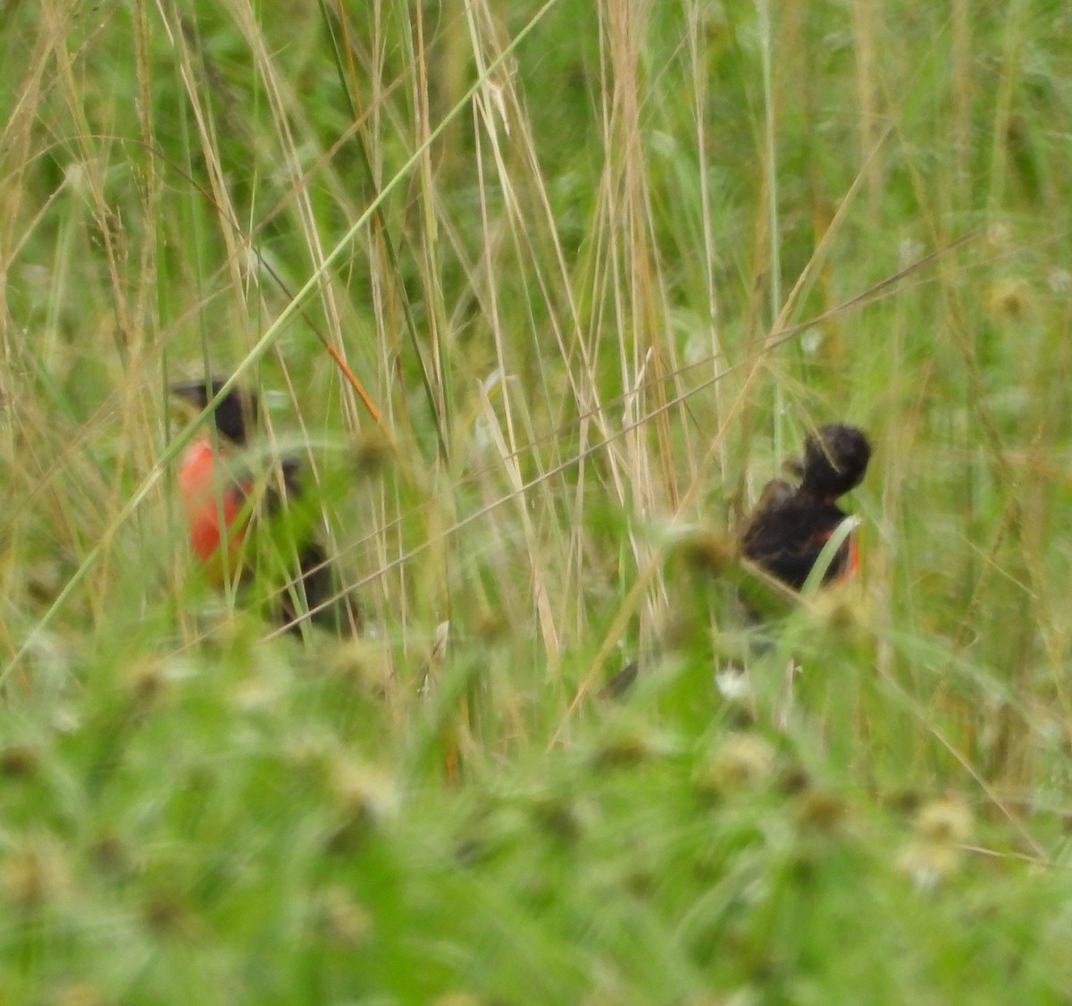 Red-breasted Meadowlark - ML642846381