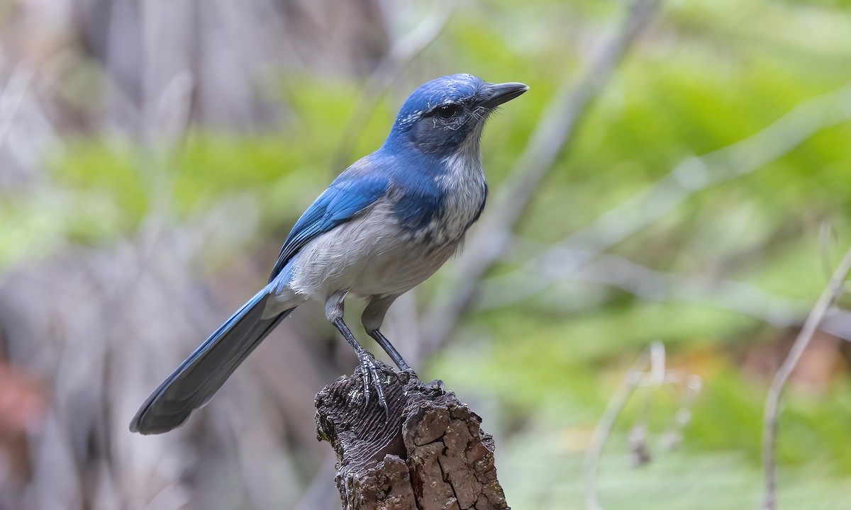 California Scrub-Jay - ML642846382