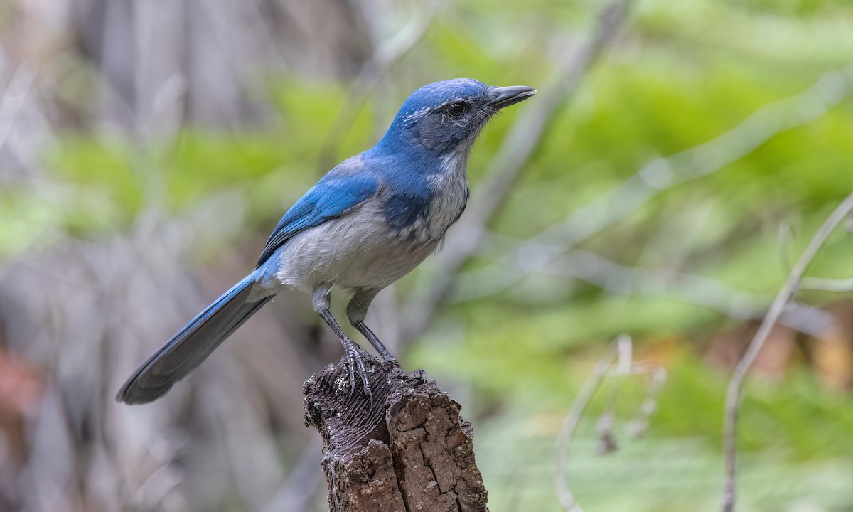 California Scrub-Jay - ML642846383