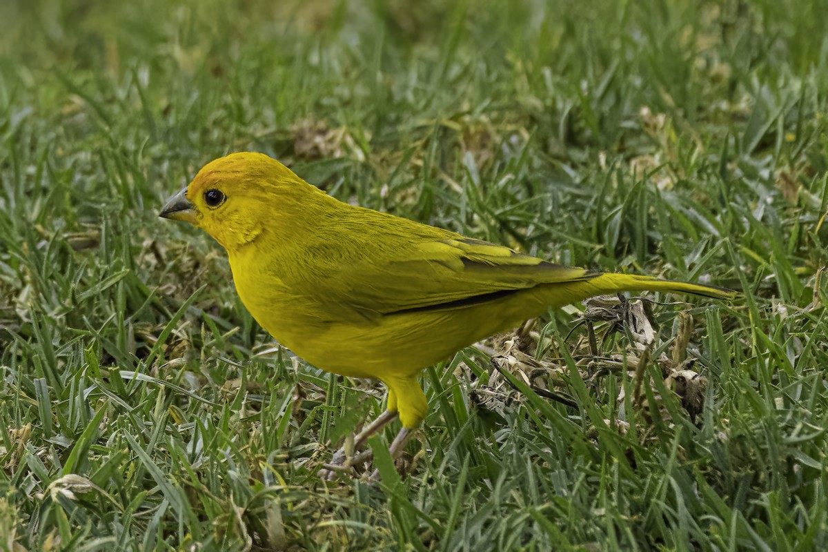 Saffron Finch - ML642846384