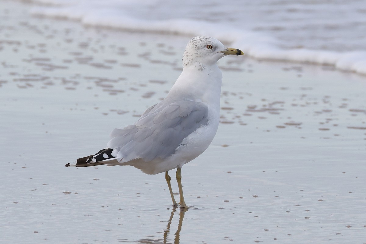 Ring-billed Gull - ML642846387