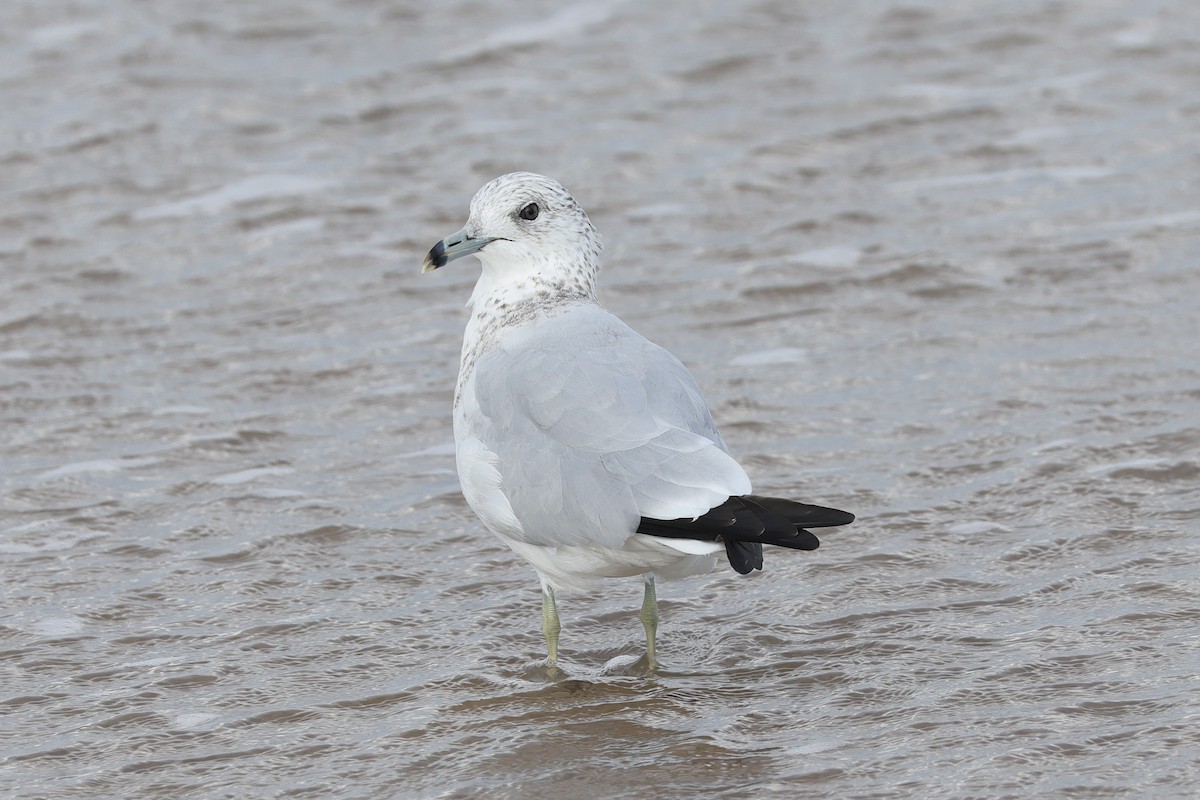 Ring-billed Gull - ML642846388