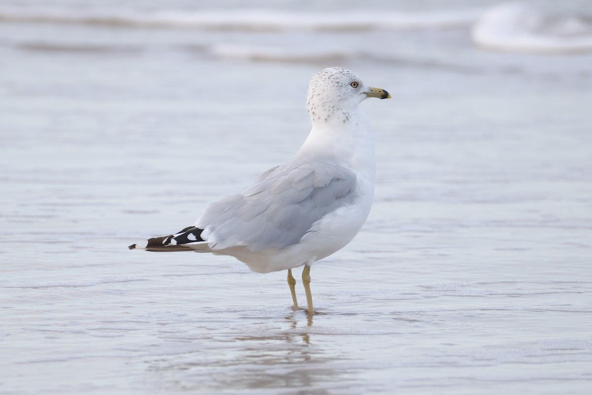 Ring-billed Gull - ML642846389