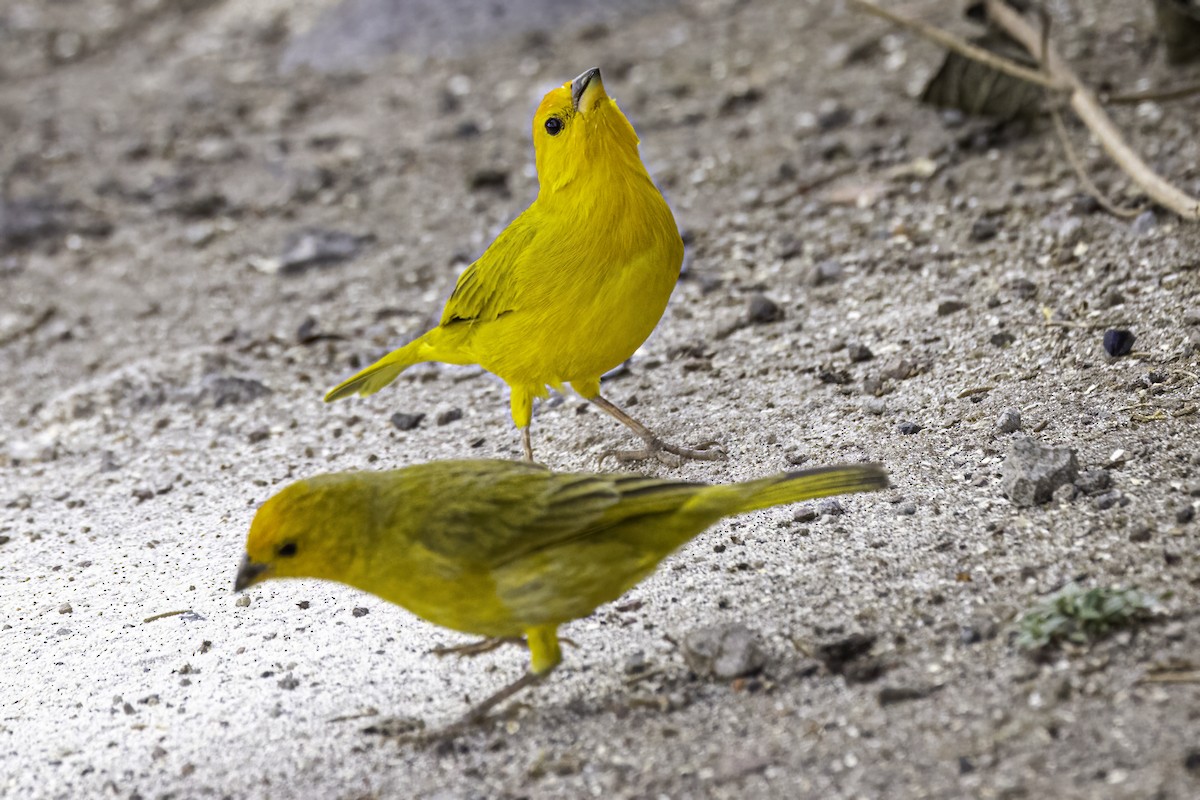 Saffron Finch - ML642846390