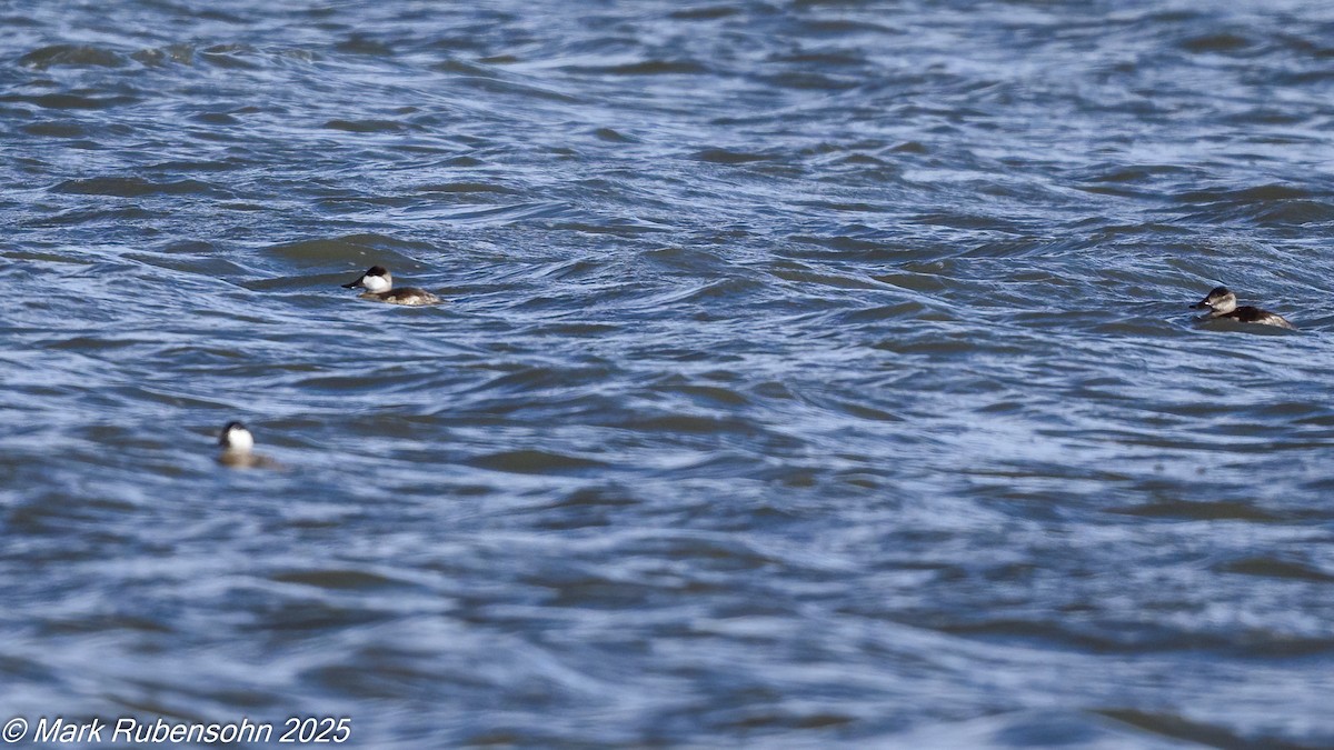 Ruddy Duck - ML642846391