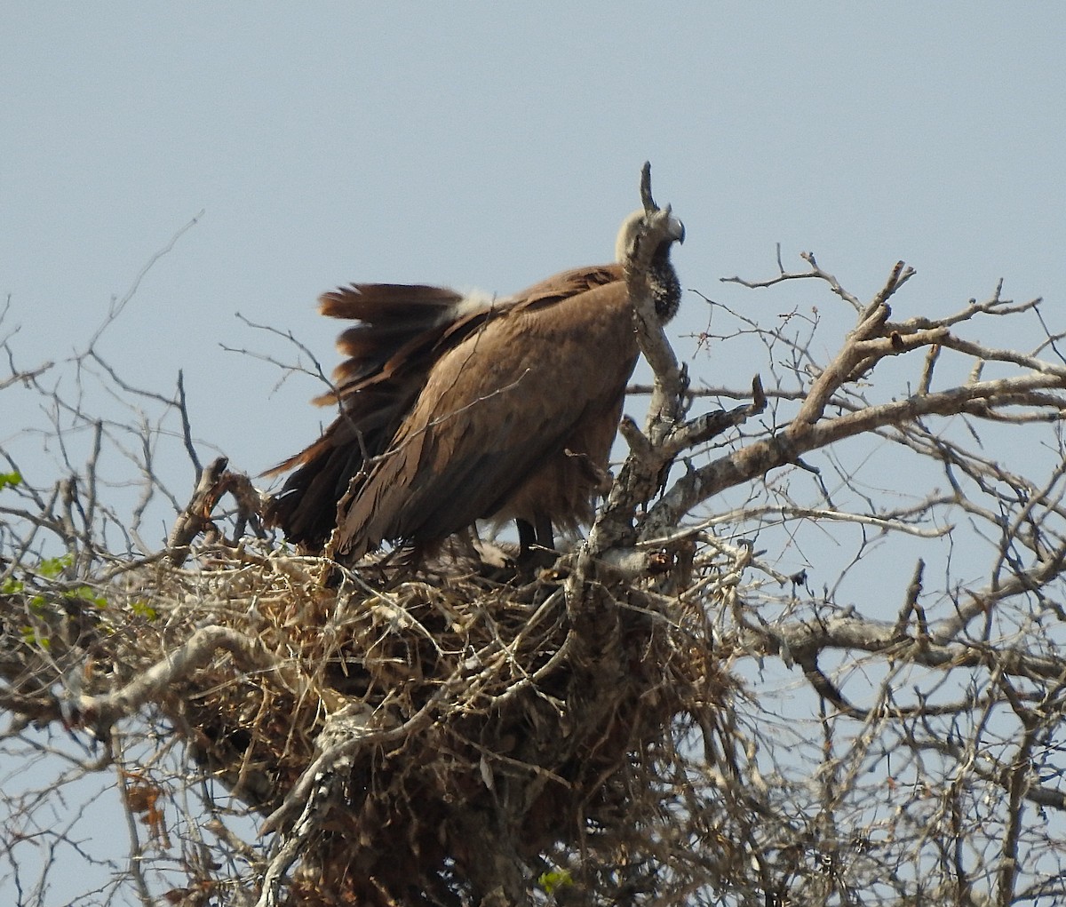 White-backed Vulture - ML642846394