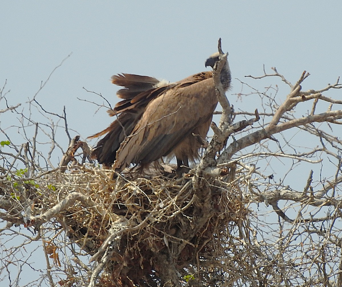 White-backed Vulture - ML642846395