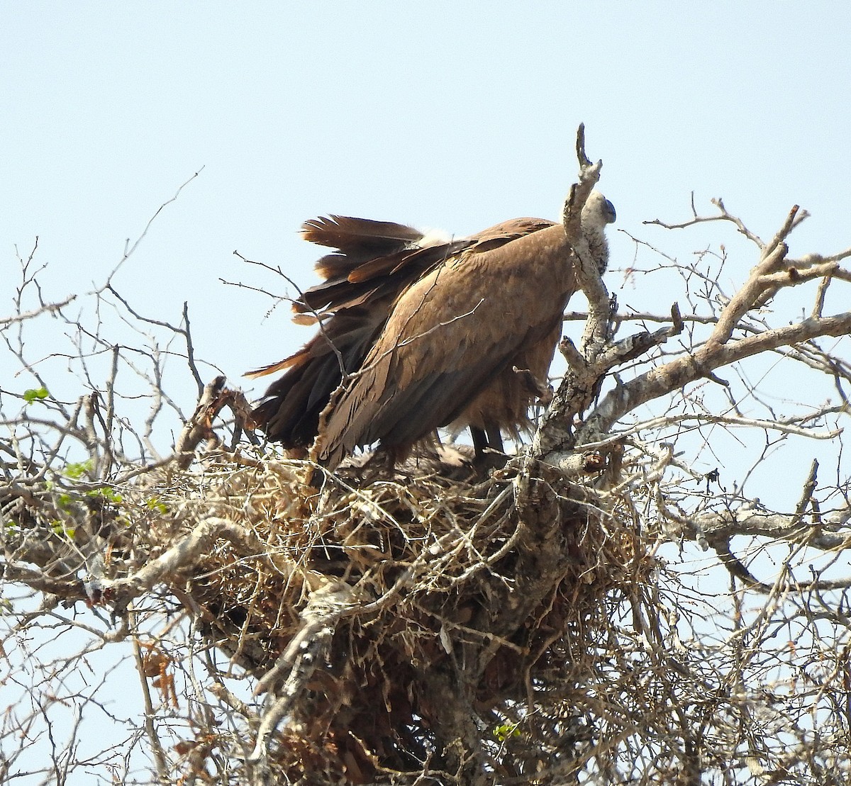 White-backed Vulture - ML642846396
