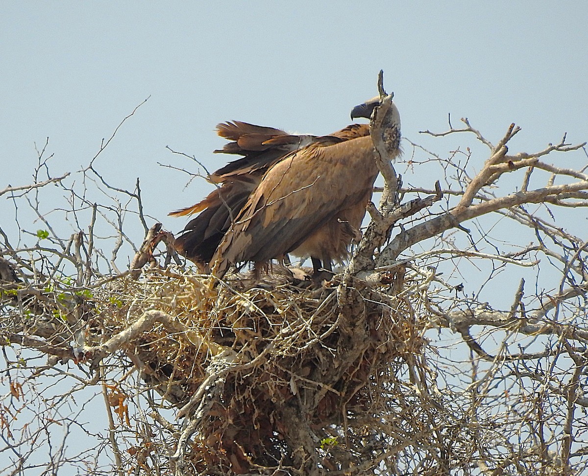 White-backed Vulture - ML642846397